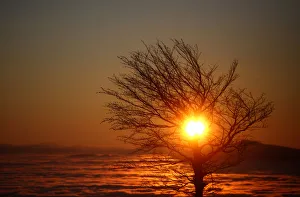A tree stands near fog over the central Bosnian town of Vitez on the Lisac mountain A tree stands near fog over the central Bosnian town of Vitez on the Lisac mountain