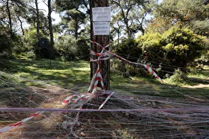 A tree is surrounded by wishing threads on the way to the St A tree is surrounded by wishing threads on the way to the St