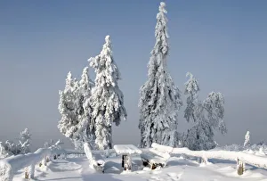 Trees are covered with ice and snow at the peak of the Feldberg mountain in Koenigstein Trees are covered with ice and snow at the peak of the Feldberg mountain in Koenigstein