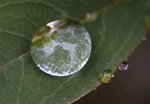 Trees are reflected on a raindrop on a leaf at a park near the venue of the 10th Conference Trees are reflected on a raindrop on a leaf at a park near the venue of the 10th Conference