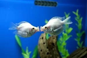 Images Dated 26th May 2006: Tropical Fish Pair Kissing