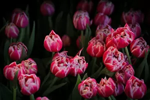 Flowers Gallery: Tulips are displayed at the Dutch Ambassadors residence during the Tulip Days celebration