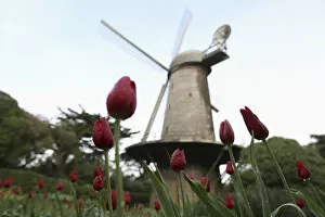 Images Dated 20th March 2014: Tulips are shown near the Dutch Windmill in the Queen Wilhelmina Tulip Garden in Golden