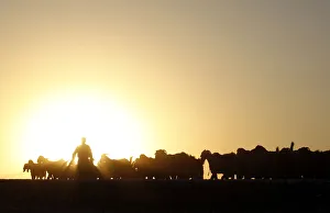 A Turkish herdsman walks with his goats at sunset on the Turkish-Syrian border near the A Turkish herdsman walks with his goats at sunset on the Turkish-Syrian border near the