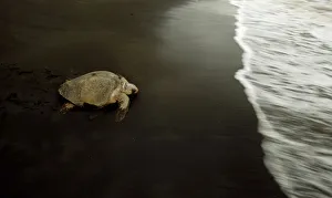 A turtle crawls toward the sea after laying eggs on Ostional Beach in Santa Cruz A turtle crawls toward the sea after laying eggs on Ostional Beach in Santa Cruz