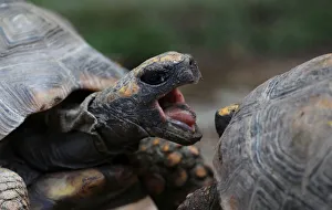 Turtles are seen at a National Forest and Wildlife Service (SERFOR Turtles are seen at a National Forest and Wildlife Service (SERFOR