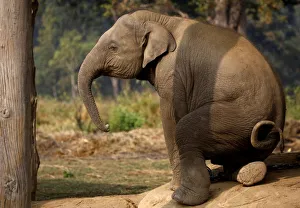 A twenty-one months old baby elephant sits inside the elephant breeding center in Chitwan A twenty-one months old baby elephant sits inside the elephant breeding center in Chitwan