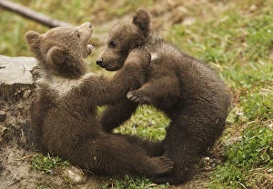 Twin four-month-old brown bear cubs play in a public bear park in Bern