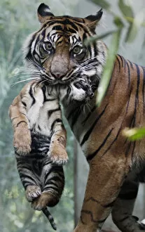 Two-month-old Sumatran tiger cub is held by his mother Malea at the zoo in Frankfurt