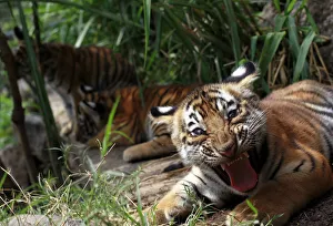 Two- months old Bengal tiger cub Tily reacts in its enclosure at the animal refuge La Two- months old Bengal tiger cub Tily reacts in its enclosure at the animal refuge La