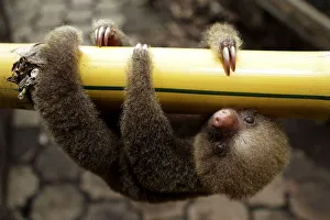 A two-toed sloth is seen at a zoological park in Managua A two-toed sloth is seen at a zoological park in Managua