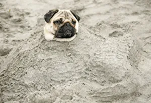 A two-year-old Pug dog is partially buried in the sand on a beach by some children A two-year-old Pug dog is partially buried in the sand on a beach by some children