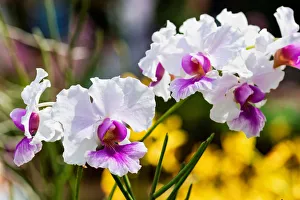 Vanda Miss Joaquim orchids are seen on display during the Peranakan-themed Orchid Vanda Miss Joaquim orchids are seen on display during the Peranakan-themed Orchid