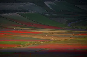 A view of fields of flowers during the annual blossom in Castelluccio di Norcia near A view of fields of flowers during the annual blossom in Castelluccio di Norcia near