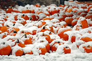 Images Dated 30th October 2011: A view of a pumpkin patch covered in snow is seen in Portsmouth, New Hampshire