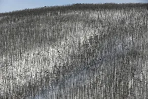 A view shows the Taiga larch forest in the Western Sayan Mountains in Krasnoyarsk Region A view shows the Taiga larch forest in the Western Sayan Mountains in Krasnoyarsk Region
