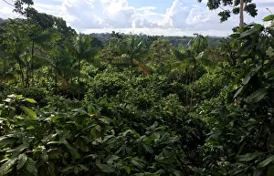 New Gallery: A view of a sustainable cocoa plantation in a farm in Medicilandia