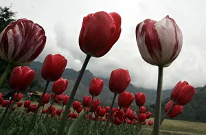 A view of tulips inside Kashmirs tulip garden in Srinagar A view of tulips inside Kashmirs tulip garden in Srinagar