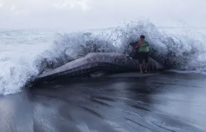 Indonesia Gallery: A villager looks closely at a whale shark which died after being stranded on the