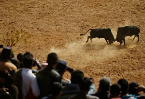 Villagers watch a bull fight during the Maghesangranti festival at Talukachandani village Villagers watch a bull fight during the Maghesangranti festival at Talukachandani village
