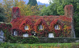The Virginia Creeper covering a 15th-century cottage housing the Tu Hwnt IOr Bont The Virginia Creeper covering a 15th-century cottage housing the Tu Hwnt IOr Bont