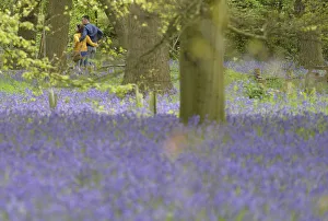 Visitors look at bluebells at Kew Gardens in west London Visitors look at bluebells at Kew Gardens in west London