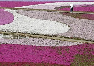 Visitors look at landscaped fields of Shibazakura (Moss Phlox) flowers at Hitsujiyama Visitors look at landscaped fields of Shibazakura (Moss Phlox) flowers at Hitsujiyama