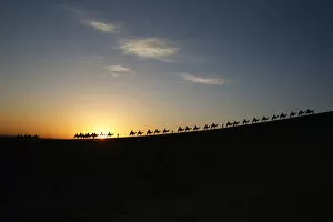 Sunlight Gallery: Visitors ride camels as sun rises in Dunhuang
