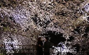 Visitors stand under illuminated cherry blossoms beginning to scatter along the Chidorigafuchi Visitors stand under illuminated cherry blossoms beginning to scatter along the Chidorigafuchi
