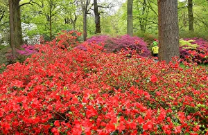 Visitors view the spectacular azaleas and rhodedendron blossoming in Richmond Park in Visitors view the spectacular azaleas and rhodedendron blossoming in Richmond Park in