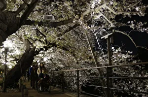Visitors walk under of illuminated cherry blossoms beginning to scatter along the Visitors walk under of illuminated cherry blossoms beginning to scatter along the