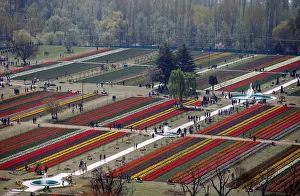 Visitors walk inside Kashmirs tulip garden in Srinagar Visitors walk inside Kashmirs tulip garden in Srinagar