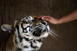 Volunteer pets a tiger inside a cage at the Wat Pa Luang Ta Bua Volunteer pets a tiger inside a cage at the Wat Pa Luang Ta Bua
