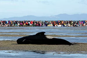 Volunteers attend to stranded pilot whales still alive, as one lies on a sandbank marked