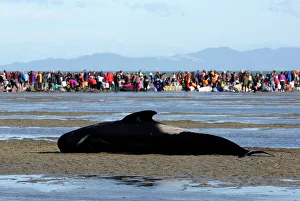 Volunteers attend to stranded pilot whales still alive, as one lies on a sandbank marked Volunteers attend to stranded pilot whales still alive, as one lies on a sandbank marked