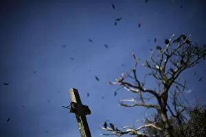 Images Dated 27th November 2012: Vultures fly over a broken cross in the Municipal Cemetery in Guatemala City