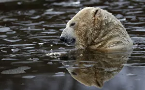 Walker a seven year old polar bear plays in an icy pond at the RZSS Highland Wildlife Walker a seven year old polar bear plays in an icy pond at the RZSS Highland Wildlife