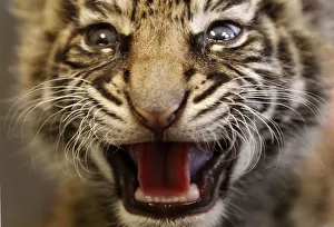 Three week old Sumatra tiger cub Daseep growls out of her box during her first public Three week old Sumatra tiger cub Daseep growls out of her box during her first public