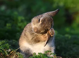 A two week old wild rabbit cleans its ears on the island of Skomer, Pembrokeshire, Wales A two week old wild rabbit cleans its ears on the island of Skomer, Pembrokeshire, Wales