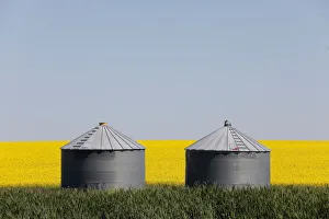 Western Canadian canola fields are seen in full bloom before they will be harvested Western Canadian canola fields are seen in full bloom before they will be harvested