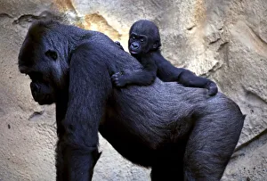 A Western Lowland Gorilla baby named Mjukuu, that was born in October last year A Western Lowland Gorilla baby named Mjukuu, that was born in October last year