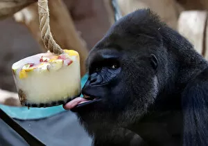 Images Dated 6th August 2018: A western lowland gorilla eats ice cream in its enclosure at Prague Zoo