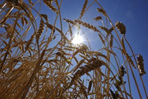 Images Dated 7th September 2011: A wheat crop stands before harvest on the Canadian prairies near Taber