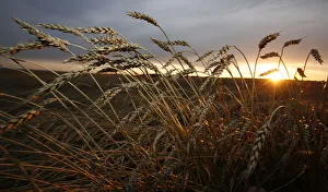 Wheat is seen during sunset in a field of a Yubileiny private agrarian farm near the Wheat is seen during sunset in a field of a Yubileiny private agrarian farm near the