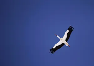 Images Dated 29th March 2011: A white stork flies over the snow covered marsh Elnya