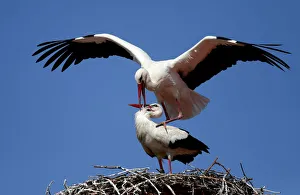 White storks are seen inside their nest on a chimney above the rooftops in Rust White storks are seen inside their nest on a chimney above the rooftops in Rust