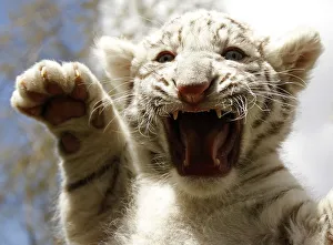White Tiger cub hisses during photocall at Serengeti Safari park in Hodenhagen White Tiger cub hisses during photocall at Serengeti Safari park in Hodenhagen