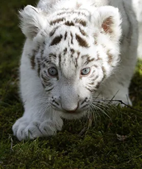 White Tiger cub walks around during photocall at Serengeti Safari park in Hodenhagen White Tiger cub walks around during photocall at Serengeti Safari park in Hodenhagen
