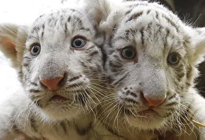 White Tiger cubs are pictured during photocall at Serengeti Safari park in Hodenhagen White Tiger cubs are pictured during photocall at Serengeti Safari park in Hodenhagen