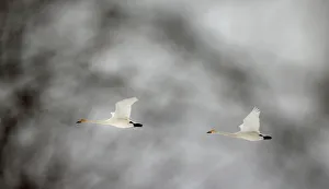 Whooper swans fly over forest in Republican landscape reserve Naliboksky near the Whooper swans fly over forest in Republican landscape reserve Naliboksky near the